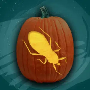 Assassin Bug