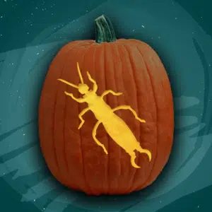 Earwig